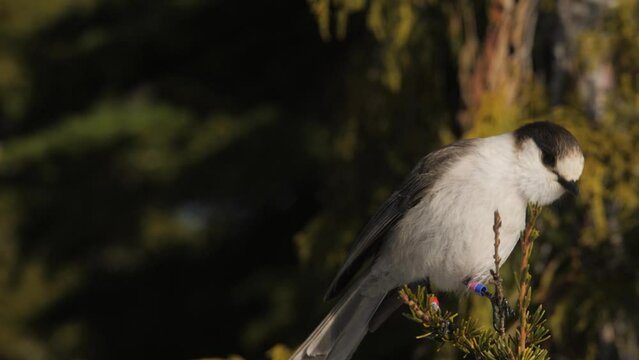 Slow Motion Closeup of Gray Jay