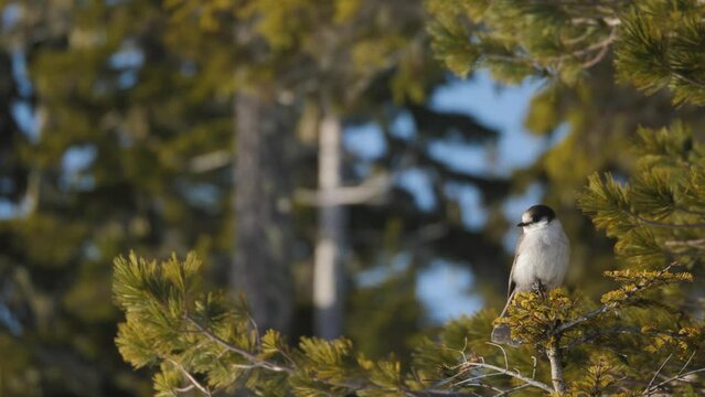 Slow Motion Medium shot of a Gray Jay