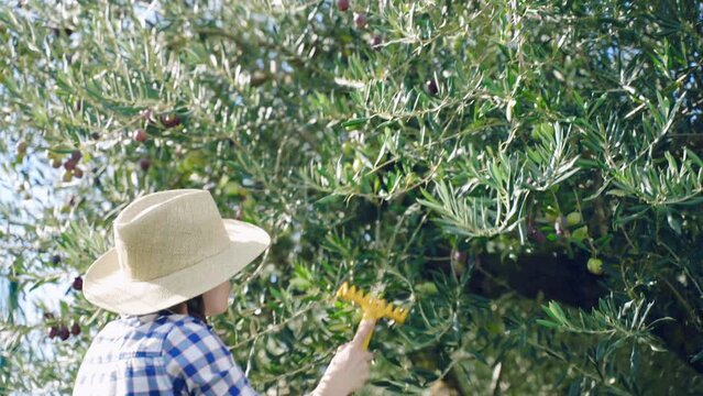 Professional farmer standing on ladder and picking ripe green and black olives using plastic garden shaker, woman collecting seasonal harvest on olive trees plantation for further natural organic