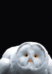 White owl ( Picture 3/3)