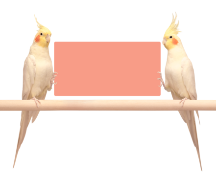 Cute happy pet parrots Corella white with yellow tufts and red cheeks hold a sign with a space for 
text, inscriptions, advertising on both sides in their paws