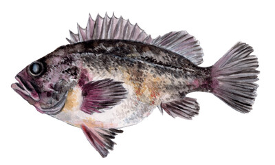 Fototapeta premium クロソイ 手描き水彩画