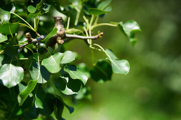 Close-up of a tree branch with green leaves on a defocused grass background