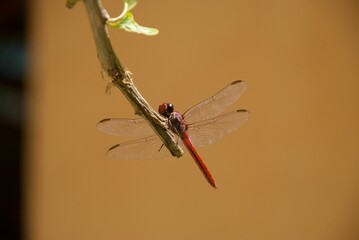 Macro shot of a northern white-faced darter (Leucorrhinia rubicunda) on a thin branch