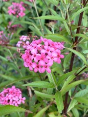 pink panama rose flower in nature garden