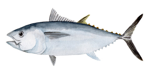 クロマグロ 手描き水彩画