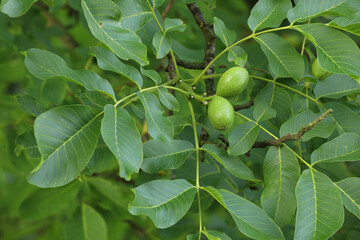 A close-up of walnuts growing on their tree
