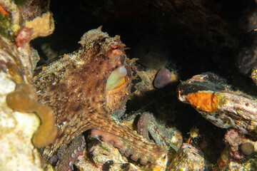 Naklejka na ściany i meble Camouflage octopus hiding in rock