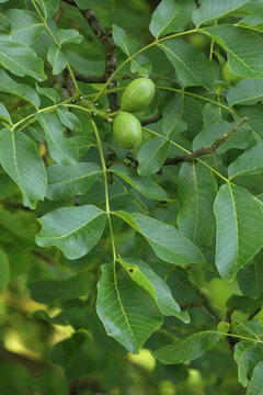 A close-up of walnuts growing on their tree
