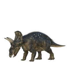 Grazing Nedoceratops dinosaur, originally know as Diceratops. 3D illustration isolated on transparent background.
