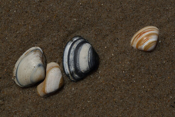 A close-up of shells on the beach
