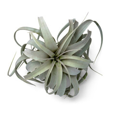 beautiful large grey green air plant / Tillandsia isolated, design element / digital styling prop -...