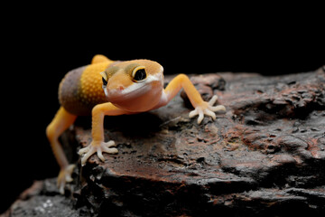 Snow Tremper Lemon Frost Gecko, Eublepharis macularius leopard gecko on the rock.