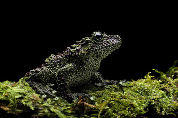 Vietnamese Mossy Frog (Theloderma corticale) or Tonkin Bug-eyed Frog on mossy wood.