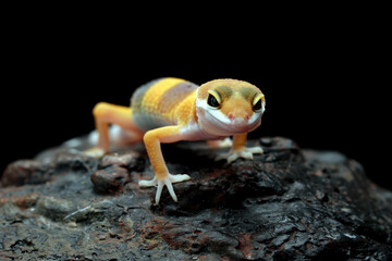 Snow Tremper Lemon Frost Gecko, Eublepharis macularius leopard gecko on the rock.