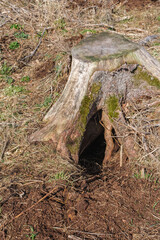 Obraz premium Animal has digging a hole under a tree stump