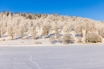 Beautiful winter landscape with animal tracks in the snow