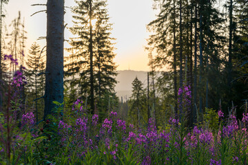 View of the mountains and mountain landscape. The concept of a beautiful mountain landscape, tourism.