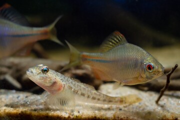 bitterling male in bright spawning coloration, monkey goby relax on sand bottom, freshwater wild caught domesticated fish, highly adaptable enduring species, low light blurred background, shallow dof