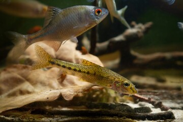 gudgeon adult male swim over oak leaf litter and driftwood, blurred hardscape, wild caught,...