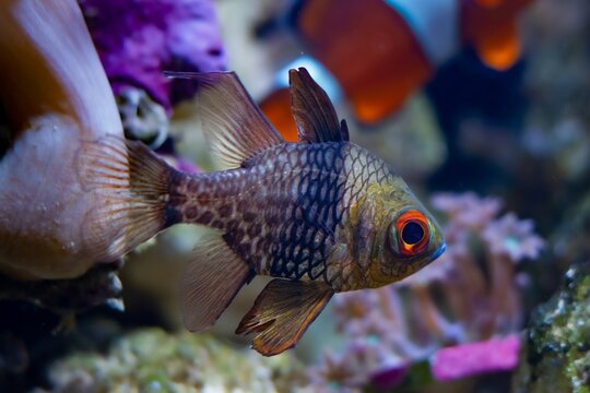 pajama cardinalfish in water current, healthy, active animal, nano reef marine aquarium, easy to keep popular pet in LED actinic blue low light require experience, shallow dof, nature explore concept