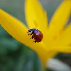 ladybird on yellow flower