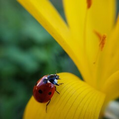 ladybug on yellow flower