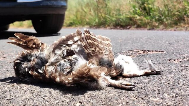 Closeup shot of a run over dead owl with feathers blowing in the wind on a country road