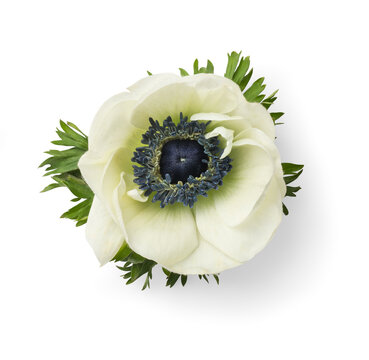 single fresh white /light green anemone flower, isolated, flat lay / top view - design element or digital styling prop for e.g. wedding flatlays, cards, stationery, digital floristry / bouquets