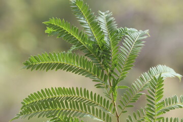 a closeup of leaves of Jacaranda mimosifolia that is a sub-tropical tree native to south-central...