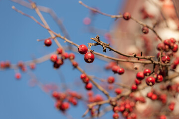 ripe hawthorn berries in autumn