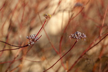 berries on bush branches