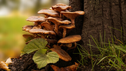 Mushrooms growing in green grass, autumn and nature. Mushrooming