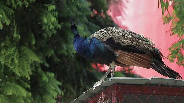 Un pavo real parado sobre un tejado en la granja. plano cerrado de la hermosa ave