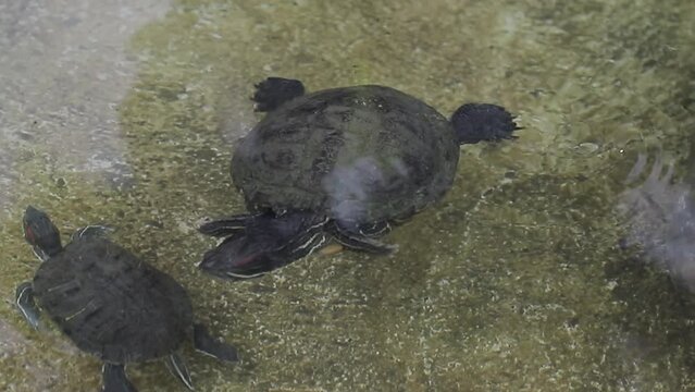 tortuga de tama&ntilde;o medio nadando en el estanque limpio, habitante natural.