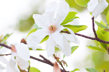 white Magnolia