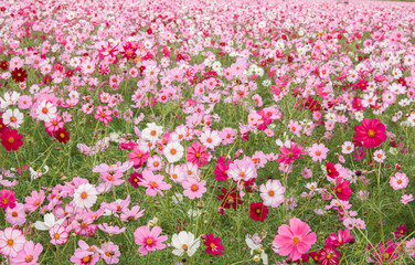 Fototapeta premium 秋桜畑