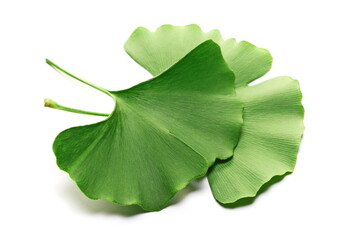 Ginkgo biloba green leaves isolated on white