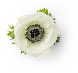 single white / light green anemone flower, isolated, top view / flat lay - delicate design element...