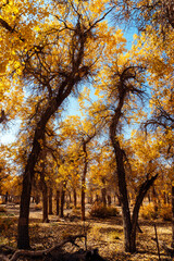 Naklejka premium autumn in the park