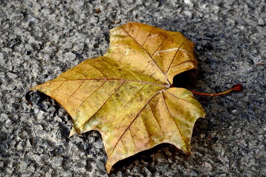 Closeup of the autumn leaf on the ground. American sycamore.