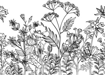 Blooming herbs botanical illustration. Growing plants background