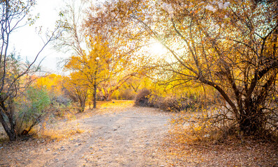 Wonderful autumn landscape