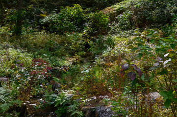 Fototapeta premium 六甲高山植物園