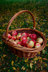 Apples in the basket on the grass. Wicker basket with ripe, red apples harvest in the garden.