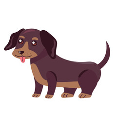 cute dog dachshund