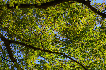 六甲高山植物園