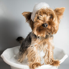 Fototapeta Domestic dog little yorkshire terrier takes a bath and makes hygiene procedures obraz