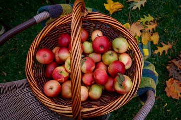 apples in a basket close-up. Fresh fruits
