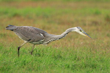 Grey Heron, hunting time on meadow